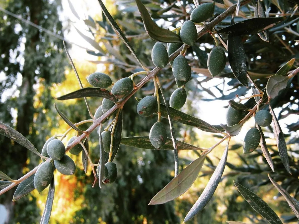 Greek Olives & Olive Oil Tastings